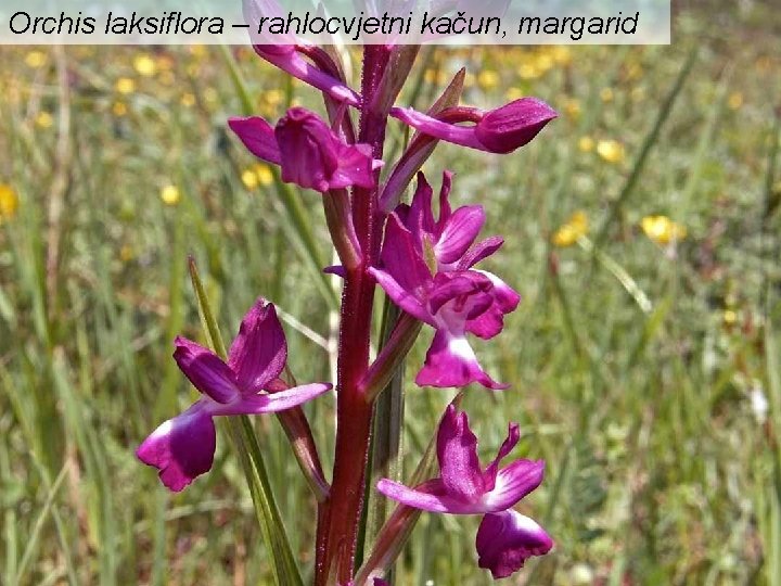 Orchis laksiflora – rahlocvjetni kačun, margarid 