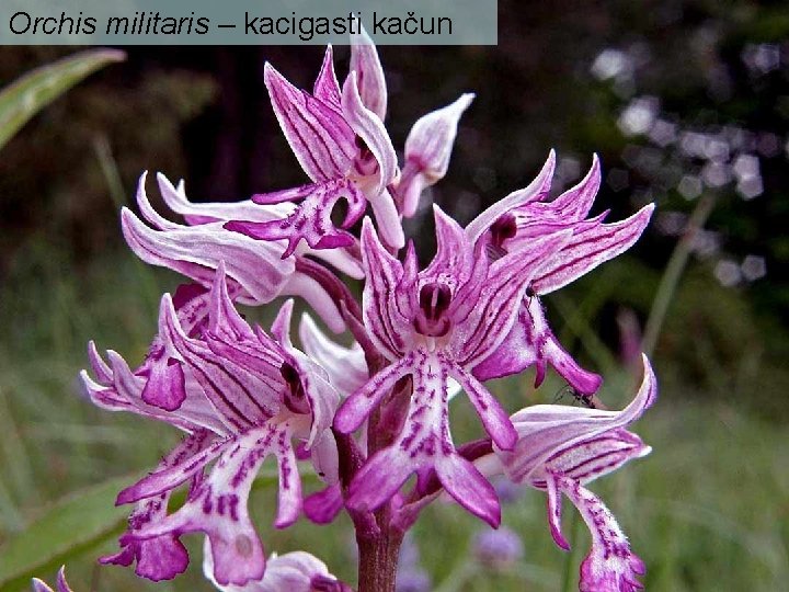 Orchis militaris – kacigasti kačun 