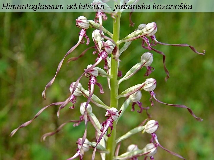 Himantoglossum adriaticum – jadranska kozonoška 