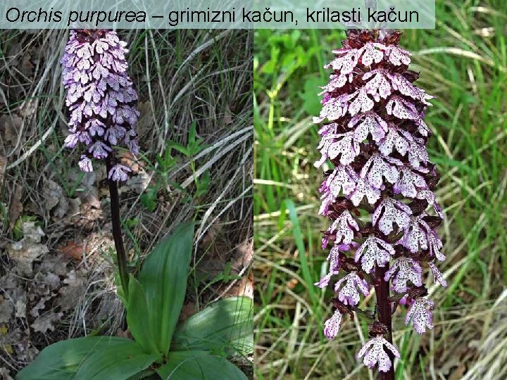 Orchis purpurea – grimizni kačun, krilasti kačun 