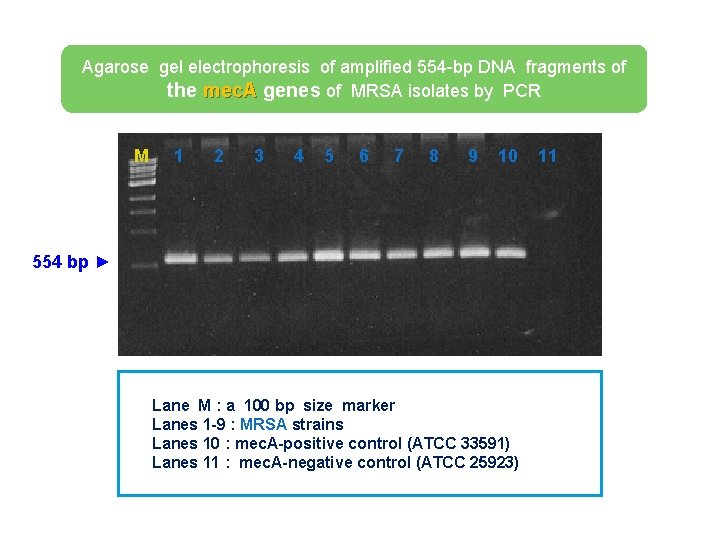 Agarose gel electrophoresis of amplified 554 -bp DNA fragments of the mec. A genes