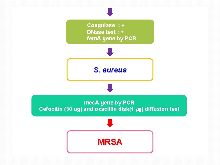 Coagulase : + DNase test : + fem. A gene by PCR S. aureus