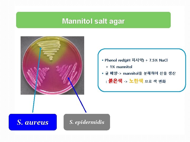 Mannitol salt agar § Phenol red(p. H 지시약) + 7. 5% Na. Cl +
