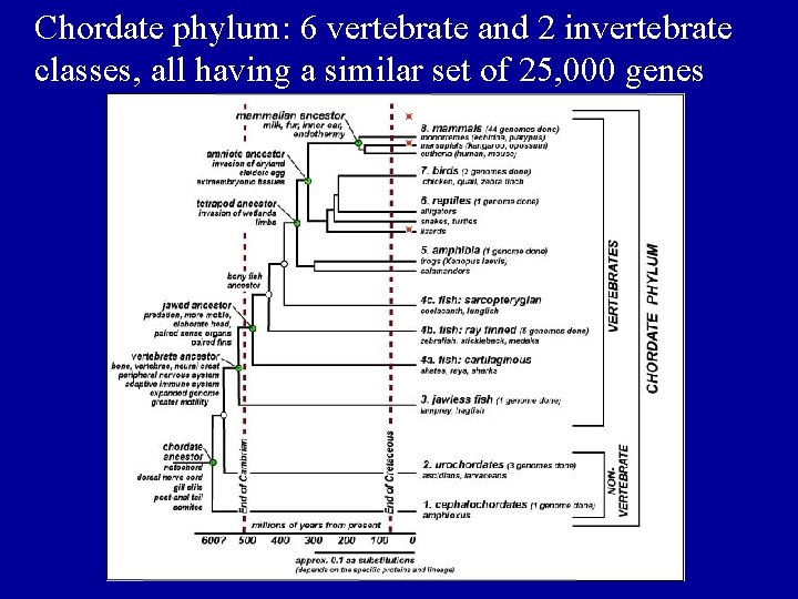 The Chordate phylum: 6 vertebrate. Phylum and 2 invertebrate classes, all having a similar