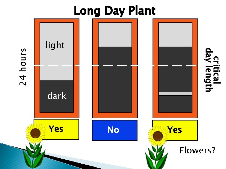 light critical day length 24 hours Long Day Plant dark Yes No Yes Flowers?