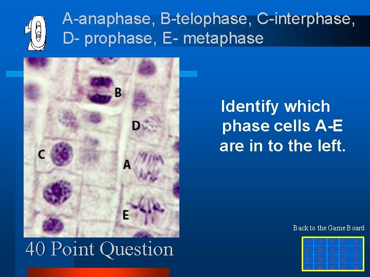 A-anaphase, B-telophase, C-interphase, D- prophase, E- metaphase Identify which phase cells A-E are in