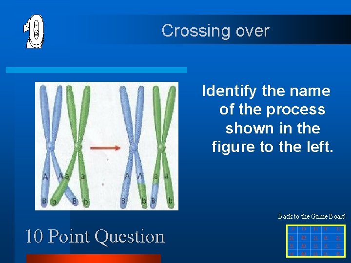 Crossing over Identify the name of the process shown in the figure to the