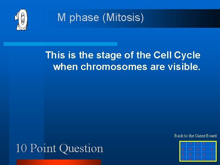 M phase (Mitosis) This is the stage of the Cell Cycle when chromosomes are