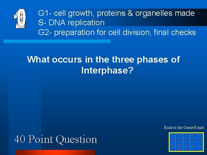 G 1 - cell growth, proteins & organelles made S- DNA replication G 2