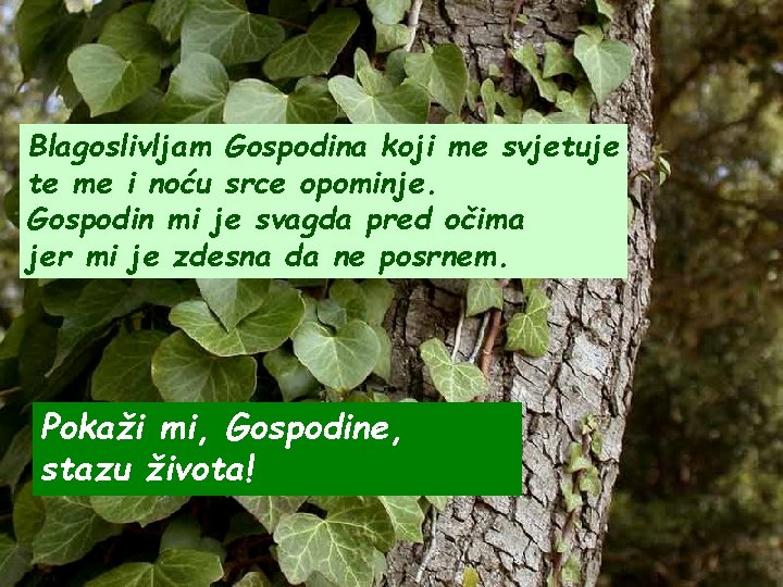 Blagoslivljam Gospodina koji me svjetuje te me i noću srce opominje. Gospodin mi je