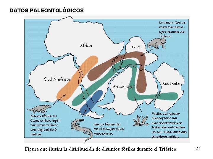 DATOS PALEONTOLÓGICOS Figura que ilustra la distribución de distintos fósiles durante el Triásico. 27