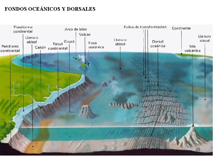 FONDOS OCEÁNICOS Y DORSALES 35 