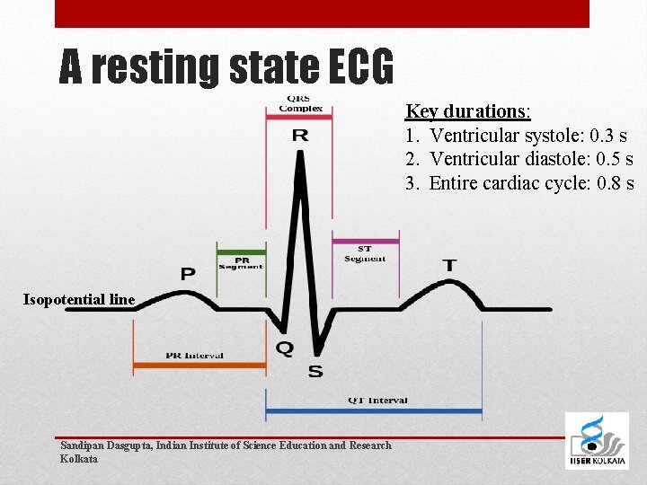 A resting state ECG Key durations: 1. Ventricular systole: 0. 3 s 2. Ventricular