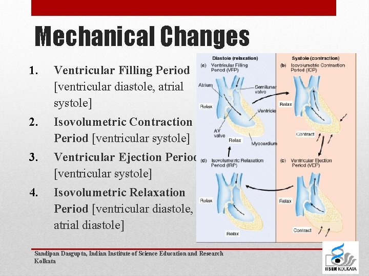 Mechanical Changes 1. Ventricular Filling Period [ventricular diastole, atrial systole] 2. Isovolumetric Contraction Period