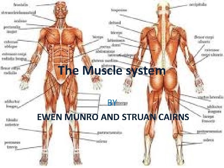 The Muscle system BY EWEN MUNRO AND STRUAN CAIRNS 