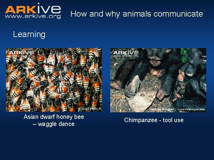 How and why animals communicate Learning Asian dwarf honey bee – waggle dance Chimpanzee