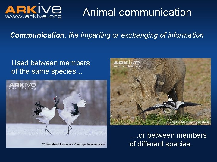 Animal communication Communication: the imparting or exchanging of information Used between members of the