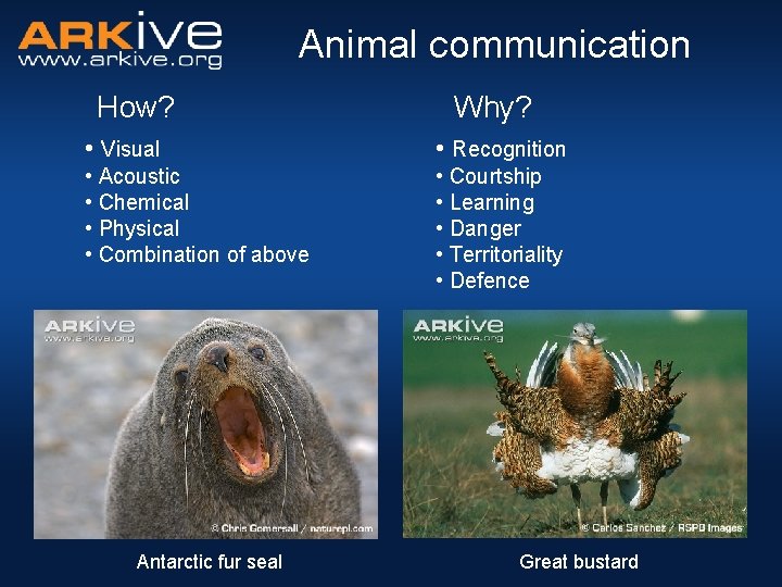 Animal communication How? Why? • Visual • Recognition • Acoustic • Chemical • Physical