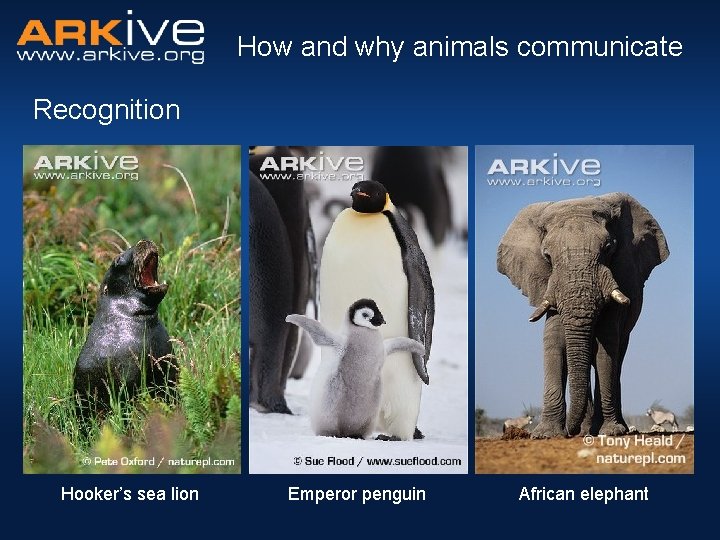 How and why animals communicate Recognition Hooker’s sea lion Emperor penguin African elephant 