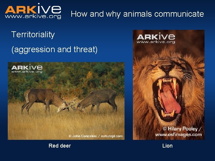 How and why animals communicate Territoriality (aggression and threat) Red deer Lion 