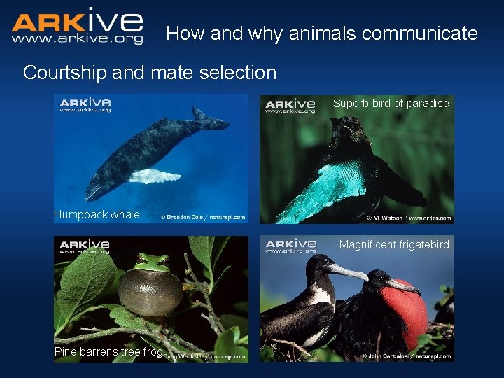 How and why animals communicate Courtship and mate selection Superb bird of paradise Humpback