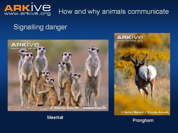 How and why animals communicate Signalling danger Meerkat Pronghorn 