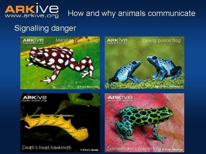 How and why animals communicate Signalling danger Marañón poison frog Death’s head hawkmoth Dyeing
