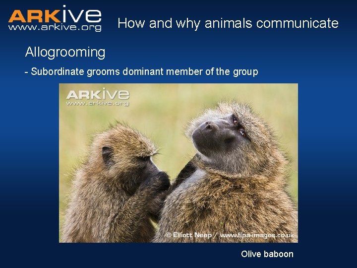 How and why animals communicate Allogrooming - Subordinate grooms dominant member of the group