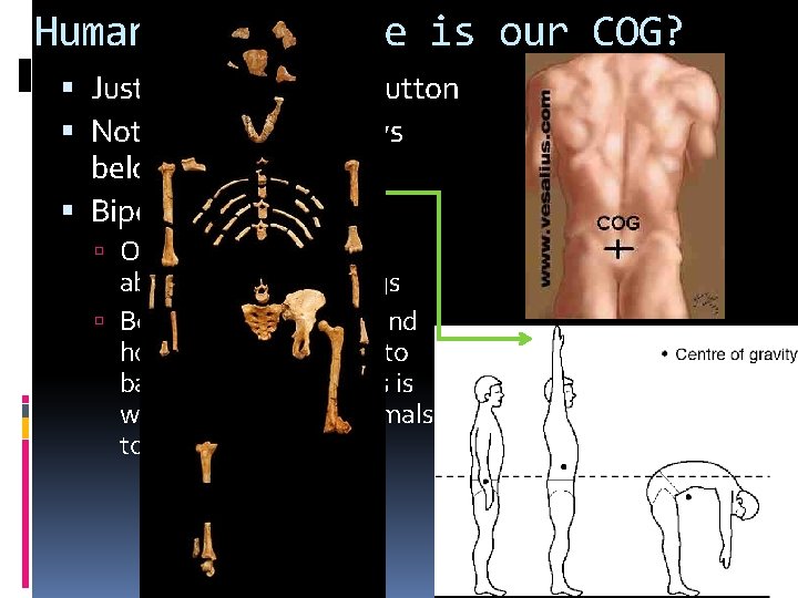 Humans - Where is our COG? Just below our belly button Notice, support always Humans - Where is our COG? Just below our belly button Notice, support always
