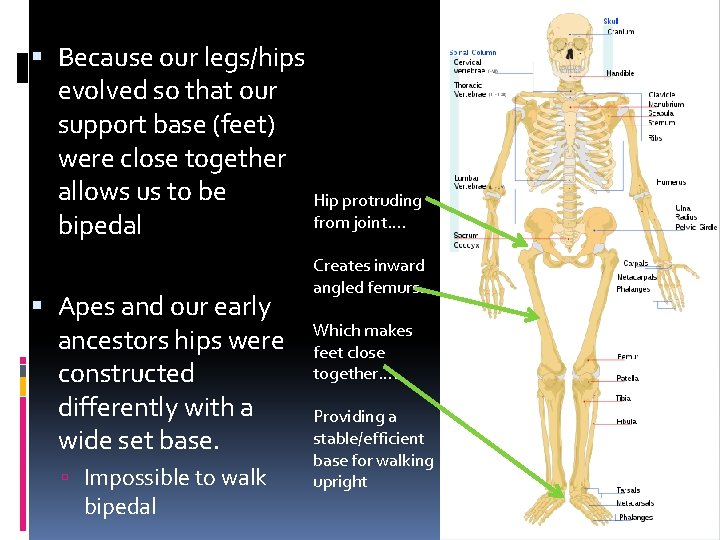 Because our legs/hips evolved so that our support base (feet) were close together Because our legs/hips evolved so that our support base (feet) were close together