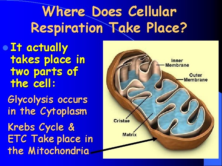 Where Does Cellular Respiration Take Place? l It actually takes place in two parts