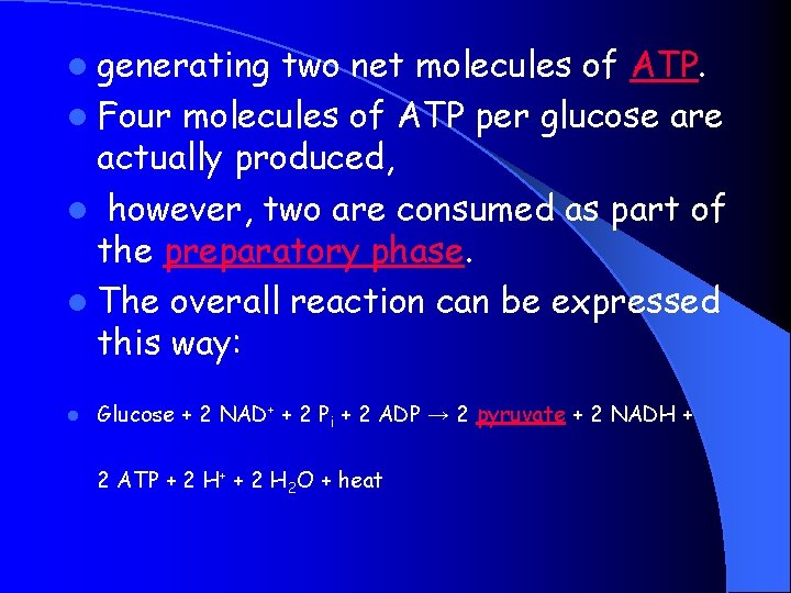 l generating two net molecules of ATP. l Four molecules of ATP per glucose