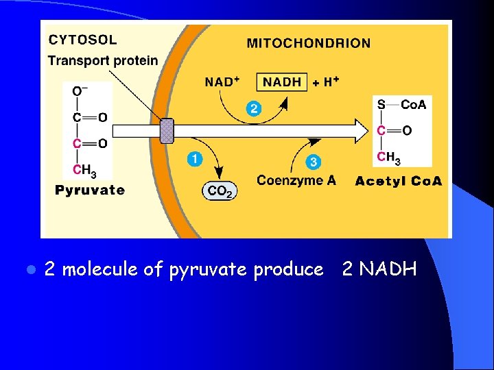 l 2 molecule of pyruvate produce 2 NADH 