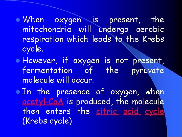 l When oxygen is present, the mitochondria will undergo aerobic respiration which leads to