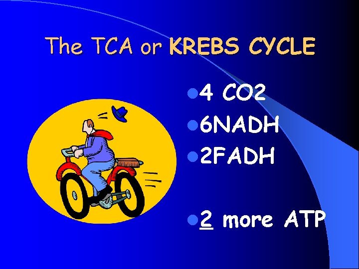 The TCA or KREBS CYCLE l 4 CO 2 l 6 NADH l 2
