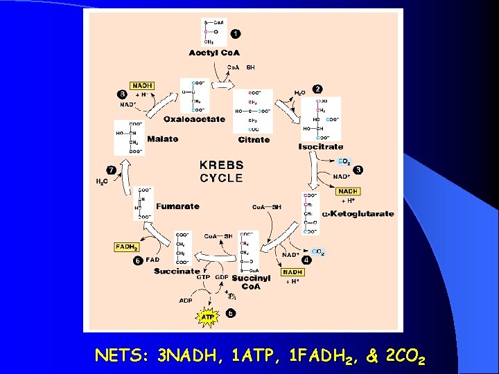 NETS: 3 NADH, 1 ATP, 1 FADH 2, & 2 CO 2 