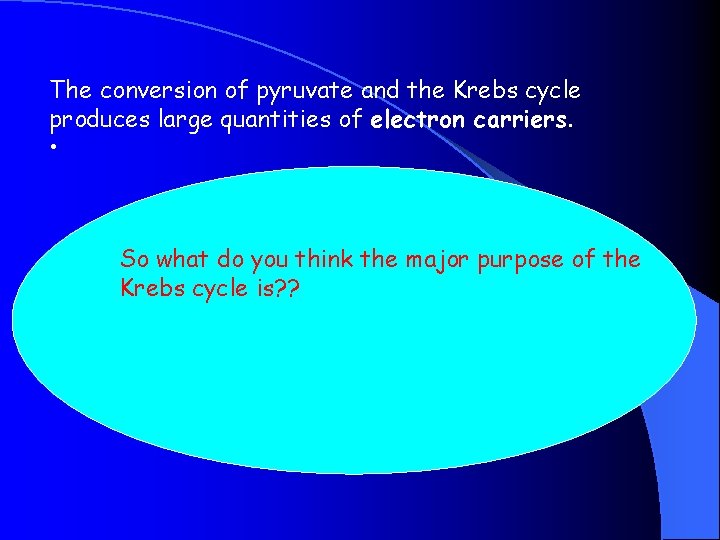 The conversion of pyruvate and the Krebs cycle produces large quantities of electron carriers.