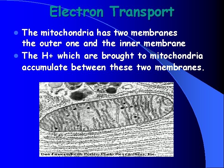 Electron Transport The mitochondria has two membranes the outer one and the inner membrane