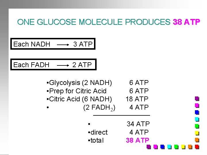 ONE GLUCOSE MOLECULE PRODUCES 38 ATP Each NADH 3 ATP Each FADH 2 ATP
