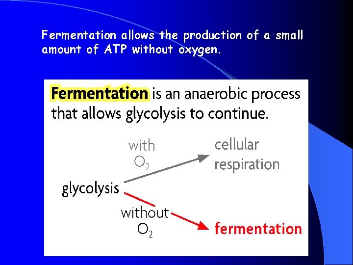 Fermentation allows the production of a small amount of ATP without oxygen. 