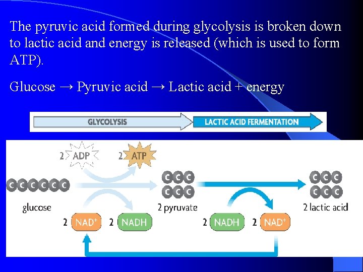 The pyruvic acid formed during glycolysis is broken down to lactic acid and energy