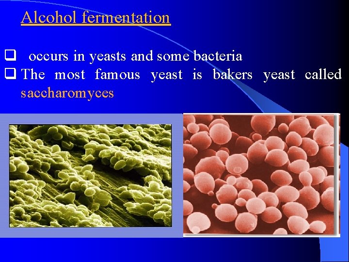 Alcohol fermentation q occurs in yeasts and some bacteria q The most famous yeast