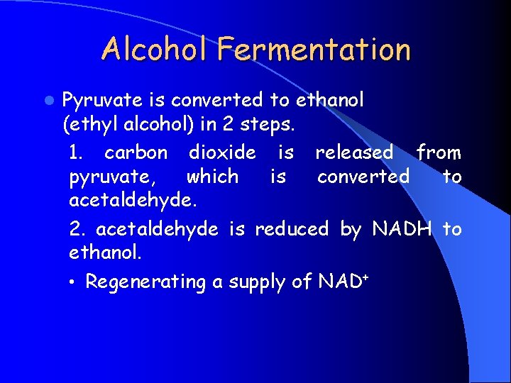 Alcohol Fermentation l Pyruvate is converted to ethanol (ethyl alcohol) in 2 steps. 1.