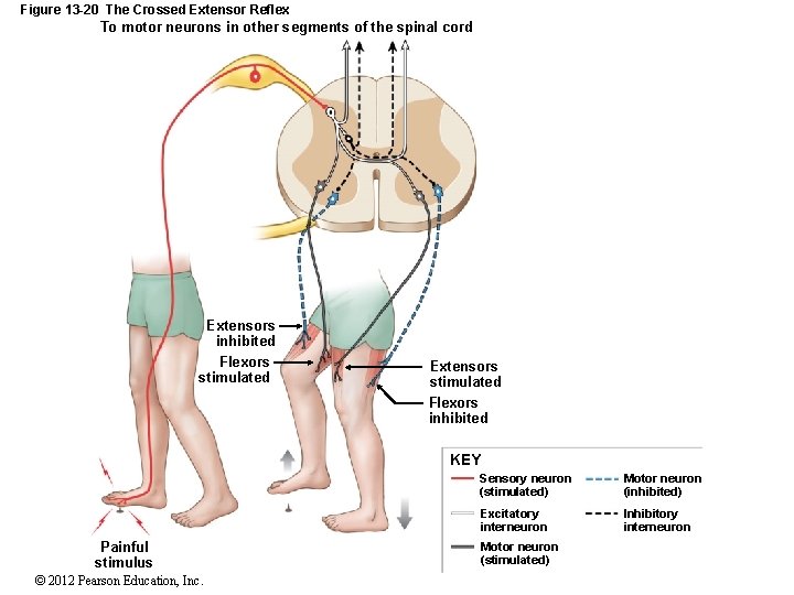 Figure 13 -20 The Crossed Extensor Reflex To motor neurons in other segments of