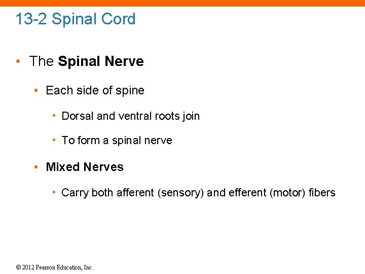 13 -2 Spinal Cord • The Spinal Nerve • Each side of spine •