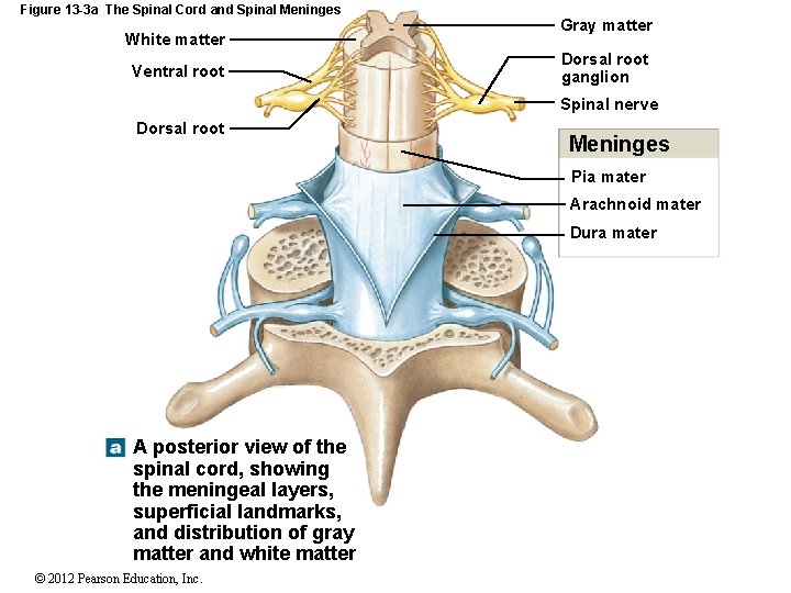 Figure 13 -3 a The Spinal Cord and Spinal Meninges White matter Ventral root