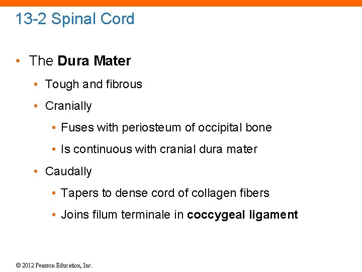 13 -2 Spinal Cord • The Dura Mater • Tough and fibrous • Cranially