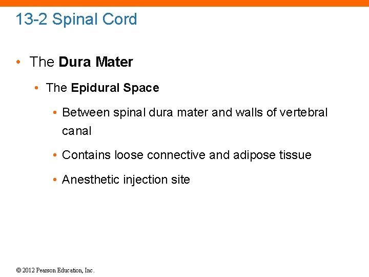 13 -2 Spinal Cord • The Dura Mater • The Epidural Space • Between