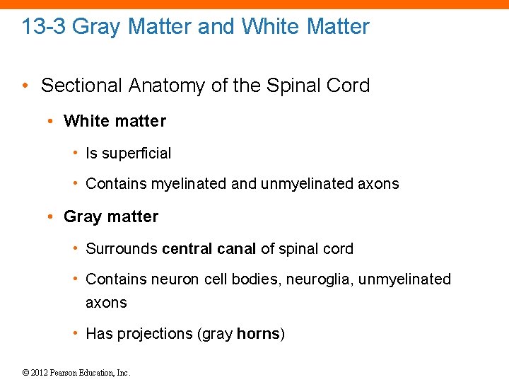 13 -3 Gray Matter and White Matter • Sectional Anatomy of the Spinal Cord