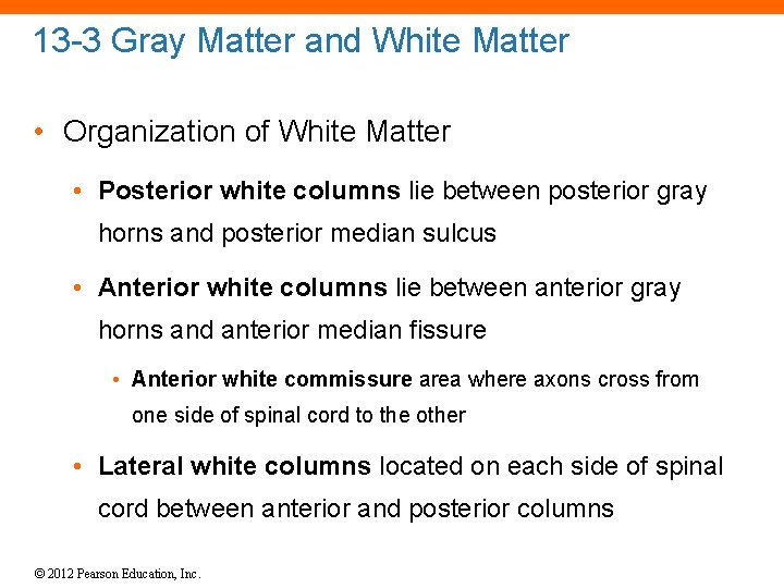 13 -3 Gray Matter and White Matter • Organization of White Matter • Posterior